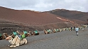 Tourist camels